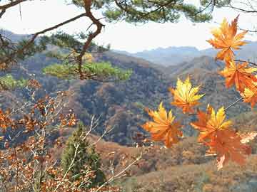 陸蔓續(xù)文最新虐心篇章，日常小確幸與友情的溫暖紐帶